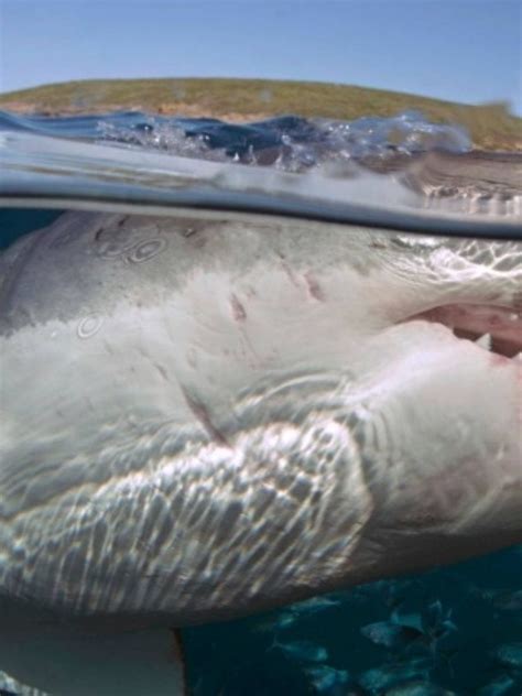 Great White Shark Experiences Dive In Australia