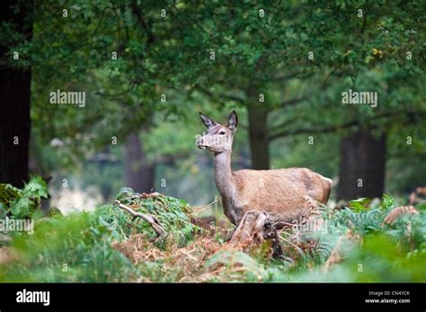 Richmond Park Deer Hi Res Stock Photography And Images Alamy