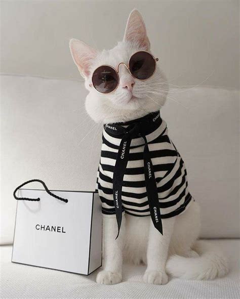 Chanel Fotos De Animais Engraçados Gatos Legais Fotos De Animais