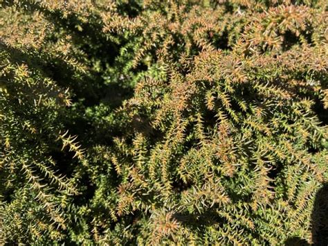 Cryptomeria Japonica Tansu Brookgreen