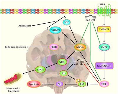 Frontiers The Emerging Role Of Long Non Coding Rnas Micrornas And