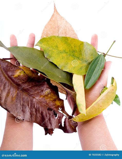 Holding Leaf Isolated Stock Photo Image Of Human Healthy 7025582