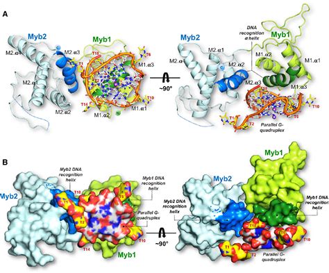 Figure 2 From Structural Basis Of G Quadruplex DNA Recognition By The