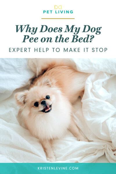 Why Do Dogs Urinate In Beds How To Stop My Dog From Peeing In Bed