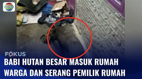 Heboh Babi Hutan Masuk Ke Rumah Warga Dan Melukai Pemilik Rumah Di