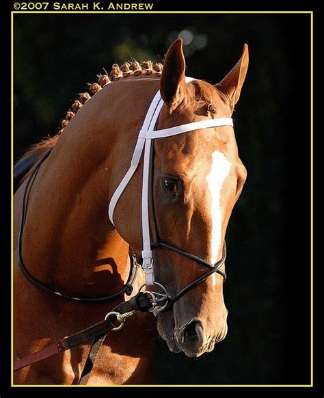 Curlin | Horses, Horse photography, Beautiful horses