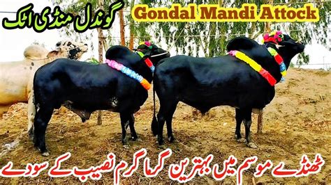 Gondal Mandi Latest Update Fatehjhangi And Cross Bulls