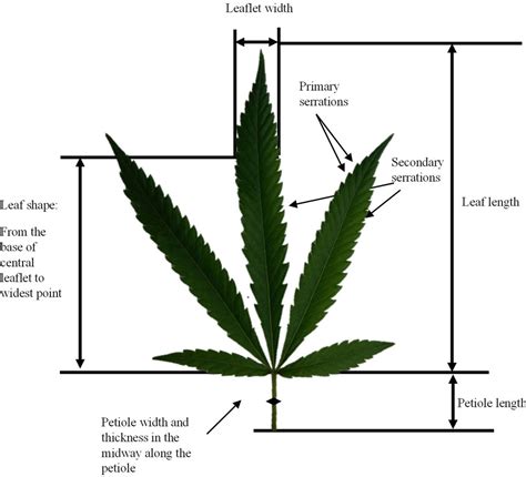 Cannabis Plant Overview Think About Cannabis