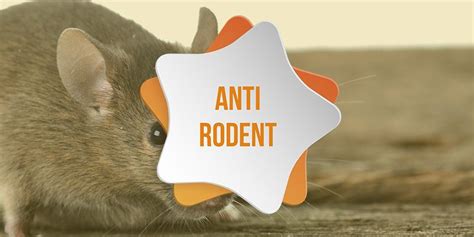 How To Use Rodenticides For Pest Control Green Pest Control Pest