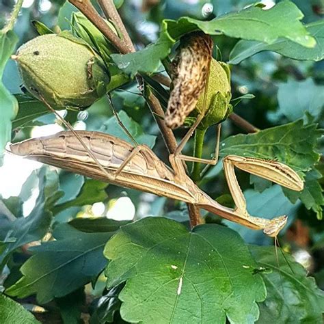 Dans Le Jardin Mante Religieuse Marron Jardin Mantereligieuse Rives