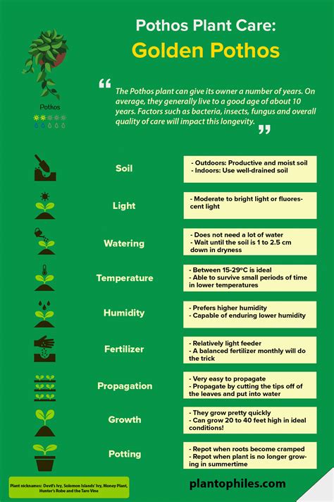 Pothos Care And Growing Guide