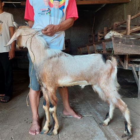 Jual KAMBING DAN DOMBA PREMIUM KAMBING MURAH KAMBING AQIQAH DAN