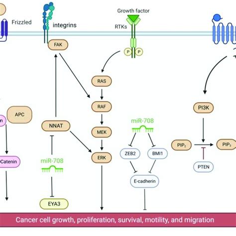 Regulatory Functions Of Mir 708 On Targets Action Of Signaling Pathways Download Scientific