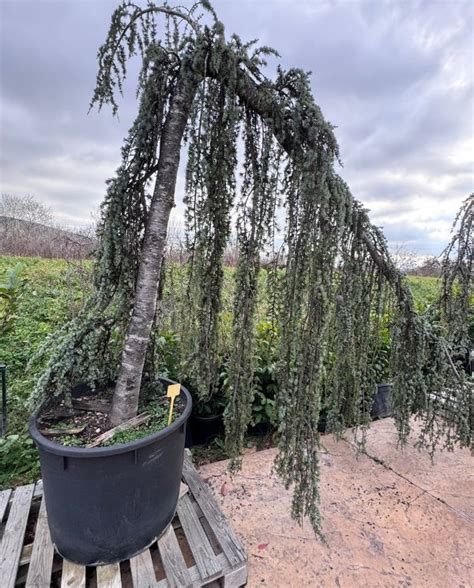 Атласки плачещ кедър (Cedrus atlantica 'Glauca Pendula') - Дворът БГ