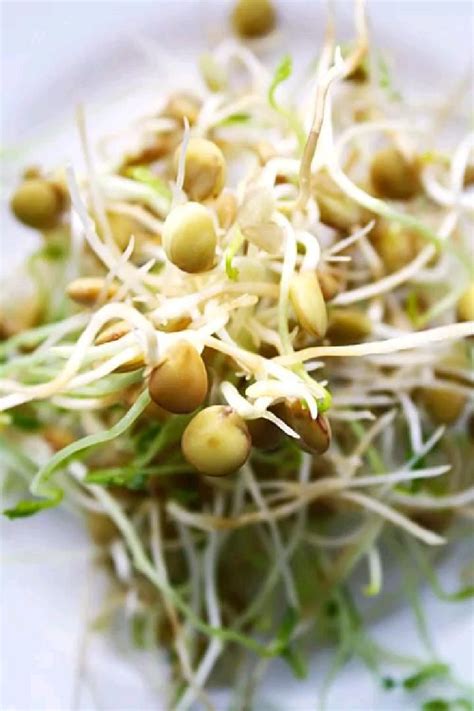 How To Grow Broccoli Sprouts In A Jar Artofit