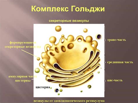 Мембранные органеллы - презентация онлайн