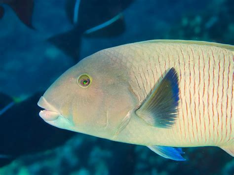 Blacktail Wrasse Thalassoma Ballieui Hanauma Bay Oahu … Flickr