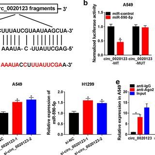 Circ Directly Targeted Mir P A The Binding Site Between