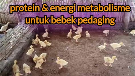 Protein Kasar Dan Energi Metabolisme Untuk Bebek Pedaging Youtube