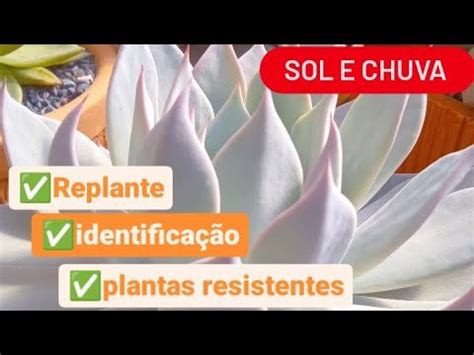 Repaginando Jardim De Suculentas Ao Ar Livre Replante De Uma Das Mais