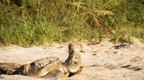 Fwc Urges Beachgoers To Protect Nesting Sea Turtles And Shorebirds