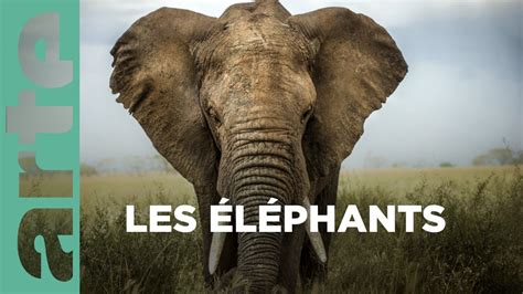 Documentaire Les superpouvoirs des animaux Les éléphants