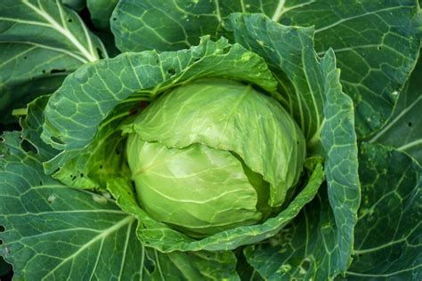 How To Plant And Grow Cabbage Harvest To Table