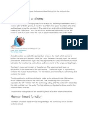 Ekg examples pdf electrocardiography cardiovascular system – Artofit