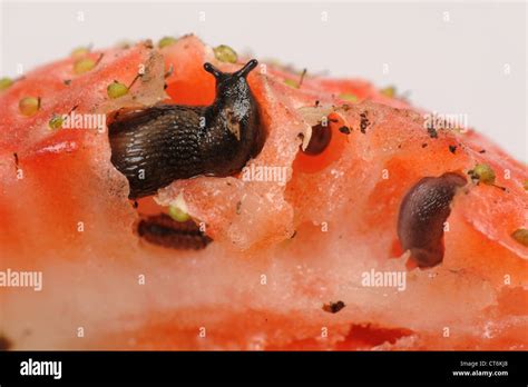 Slug Fruit Hi Res Stock Photography And Images Alamy