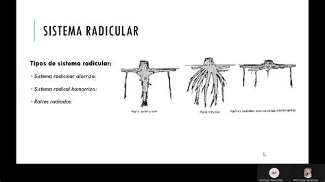 Crecimiento Y Desarrollo Del Sistema Radicular YouTube