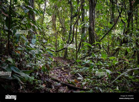 Densa Vegetaci N Y Suelo Definir La Selva Ecuatorial En La Amazonia