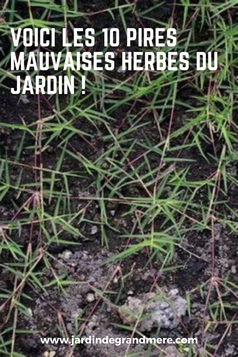 Voici Les Pires Mauvaises Herbes Du Jardin Plants Garden