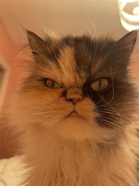 Judging You 💅 Rpersiancat