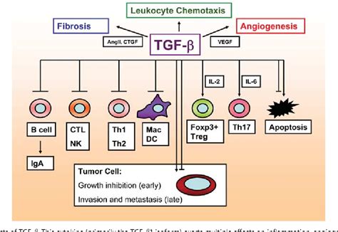 Figure 1 from Pathobiology of transforming growth factor β in cancer