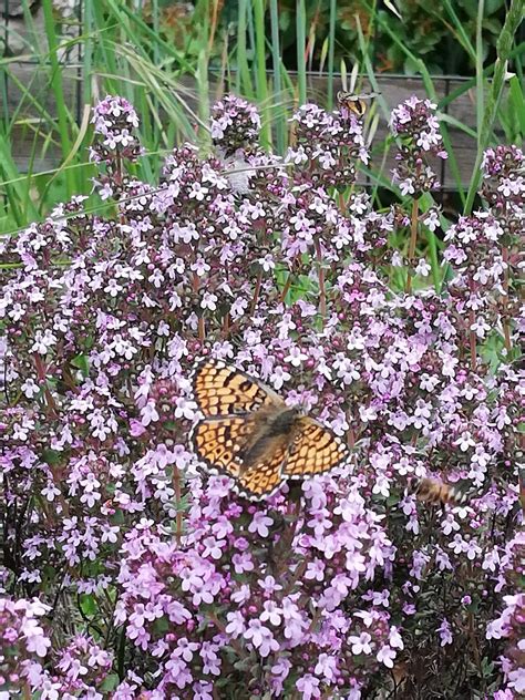 Biodiversità inizia un nuovo anno per i volontari del Giardino della