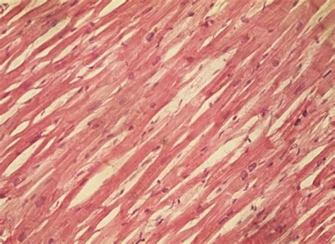 Cytology, Histology & Embryology | Flashcards