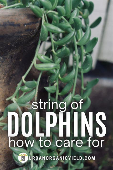 How To Grow Propagate String Of Dolphins Plant Artofit