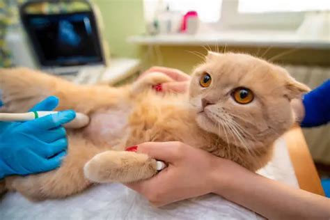 Cystotomy In Cats The All Ins And Outs In 5 Mints