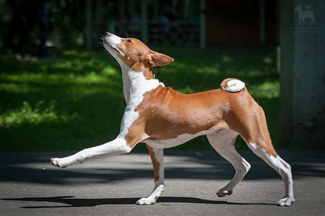 Prancing dog : r/photoshopbattles