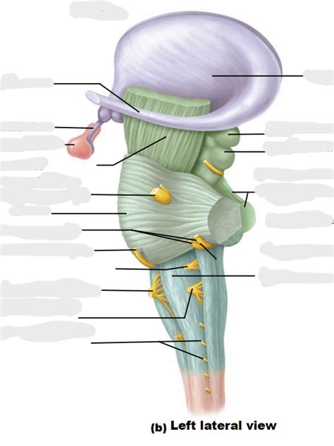 Medulla Oblongata Diagram | Quizlet