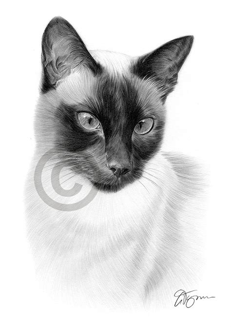 Pencil Drawing Of A Siamese Cat By Uk Artist Gary Tymon