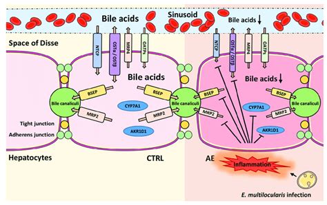 Schematic Overview Of Key Transport Proteins Involved In Hepatic Bile