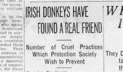 Jenny The Donkey And The Story Of The All Ireland Donkey Protection