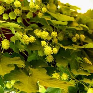 Хмель обыкновенный "Aureus" Ауреус купить в питомнике растений с ...