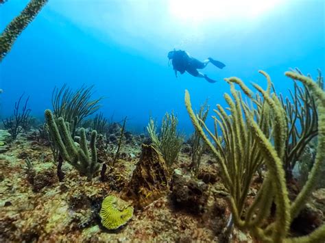 Antigua Diving Review Dive Carib Antigua