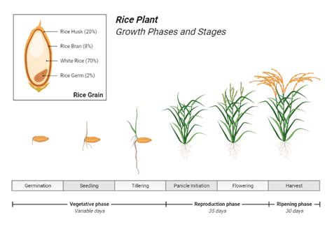 Rice Plant Growth Phases Timeline Biorender Science Templates