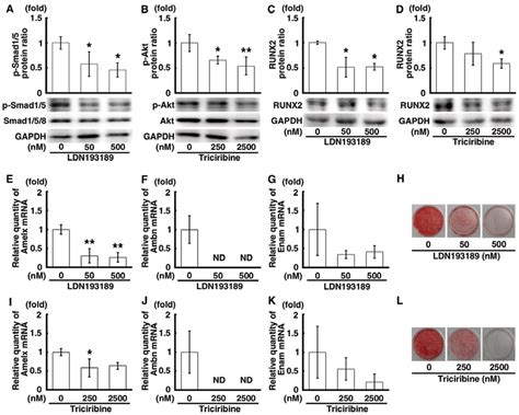 The Decrease In Runt Related Transcription Factor 2 Runx2 Expression