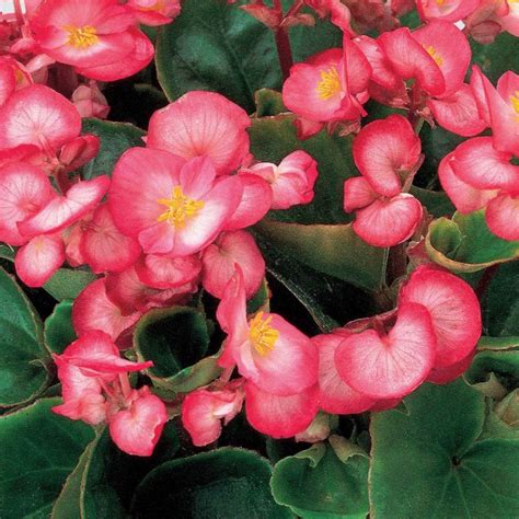 Conoces la FLOR DE BEGONIA Descubre todo sobre ella aquí