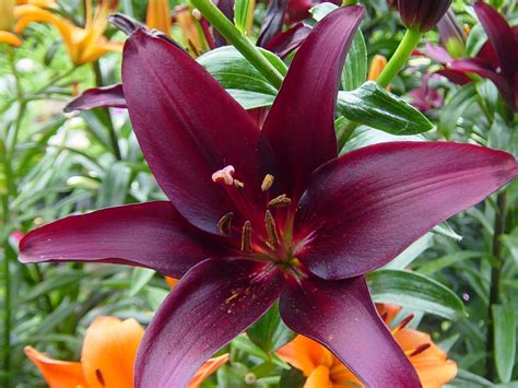 Lily Asiatic Landini Campbell S Nursery