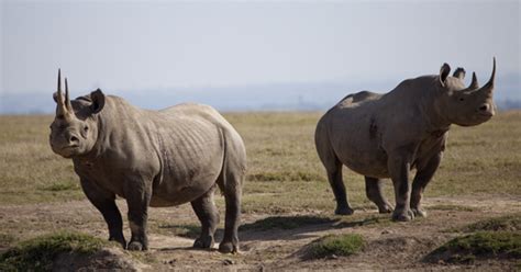 Rhinoceros - Ten Random Facts